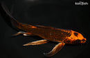 8" KIN ORENJI MATSUBA BUTTERFLY