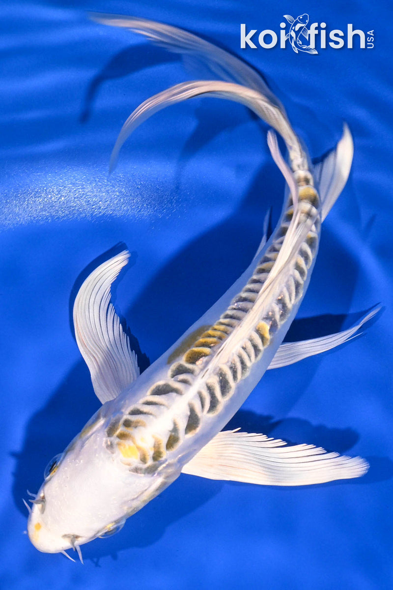 koikoi　送料ページ Butterfly Koi for Sale | Buy Butterfly Koi Online | Koi Fish USA