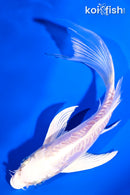 6" DOITSU PLATINUM OGON BUTTERFLY