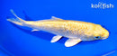 7.25" GINRIN YAMABUKI OGON