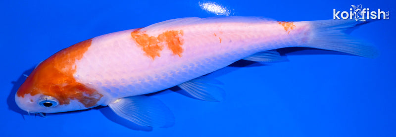 6.75" KOHAKU