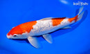 11" GINRIN KOHAKU
