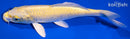 7.5" YAMABUKI OGON