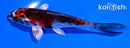 5" KUJAKU