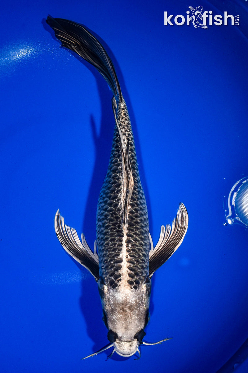 14.5" GINGA BUTTERFLY