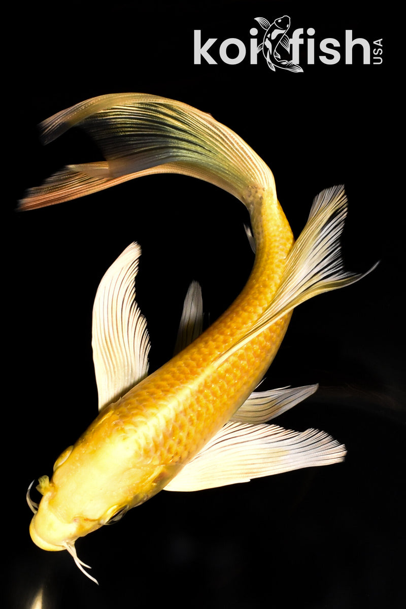 8.25" YAMABUKI  OGON BUTTERFLY