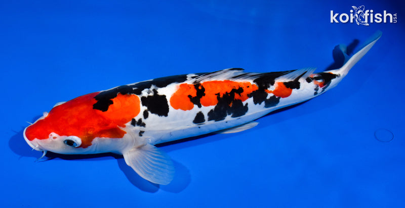 14.5" DOITSU SANKE