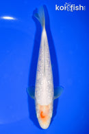 7" GINRIN SHIRO MUJI