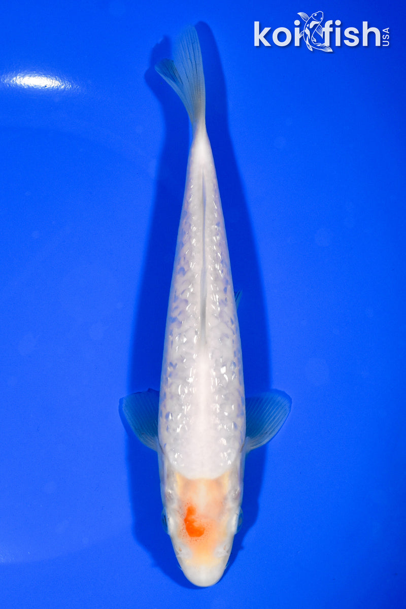 7" GINRIN SHIRO MUJI