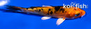 4" HEISEI NISHIKI