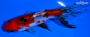 4.5" CALICO WATONAI GOLDFISH
