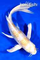 9.75" GINRIN HARIWAKE BUTTERFLY