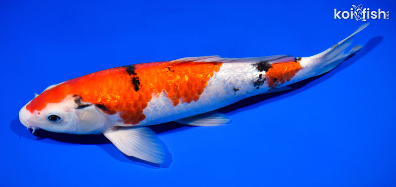11.75" GINRIN SANKE