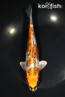 8.75" GINRIN BENI GINGA