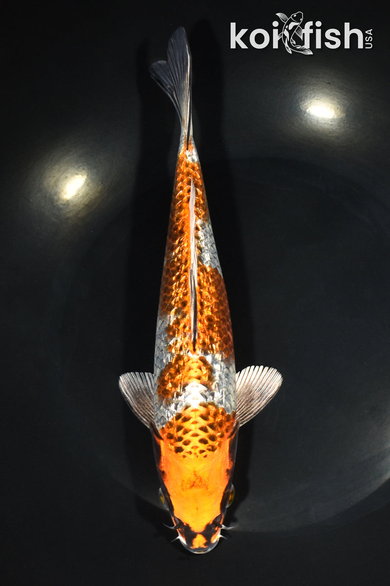 8.75" GINRIN BENI GINGA