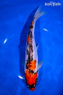 9.75" DOITSU GOSHIKI