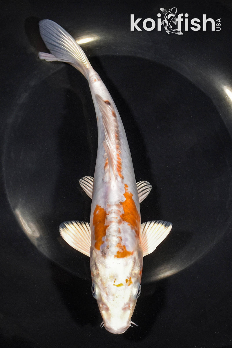 8.5" HEISEI NISHIKI