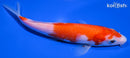 6.5" KOHAKU
