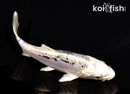 5.75" DOITSU GIN MATSUBA
