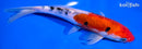 7.25" DOITSU SANKE