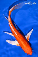 9.5" ORENJI OGON BUTTERFLY