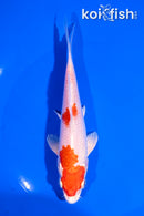 6" HARIWAKE