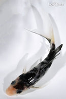 5" SHIRO UTSURI BUTTERFLY