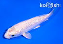 4.5" GINRIN PLATINUM OGON