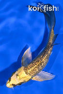 5.25" GINRIN KIN KI MATSUBA BUTTERFLY