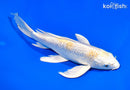 8" GINRIN HARIWAKE BUTTERFLY