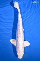 12.75" GINRIN PLATINUM OGON