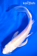 6" PLATINUM OGON BUTTERFLY