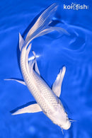 8" PLATINUM OGON BUTTERFLY