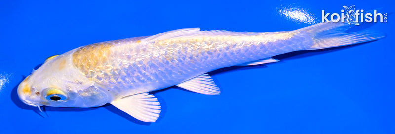 5.25" GINRIN LEMON HARIWAKE