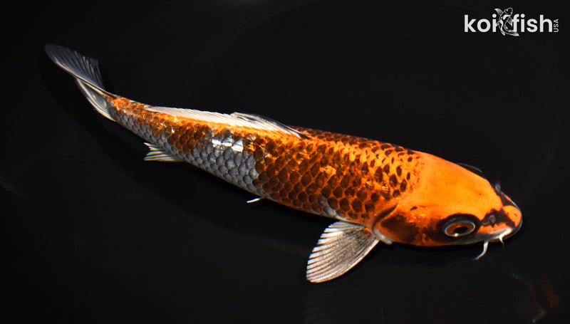 8" GINRIN BENI GINGA