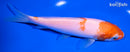 6.75" KOHAKU
