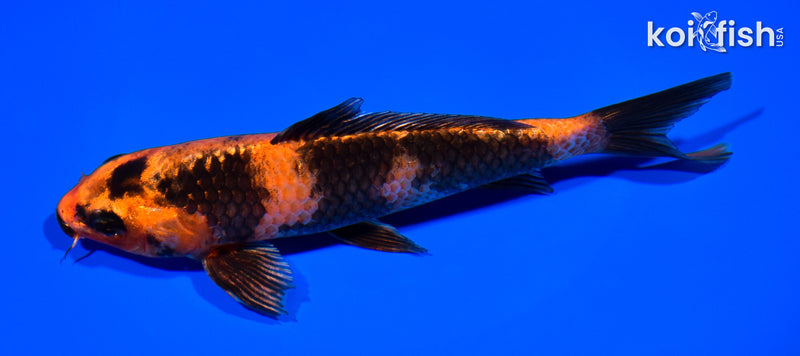 7.25" KIN HI USTURI
