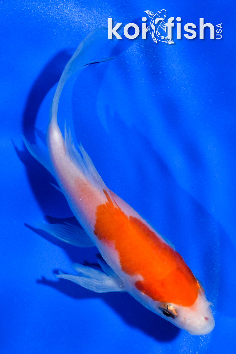 4.5" KOHAKU BUTTERFLY