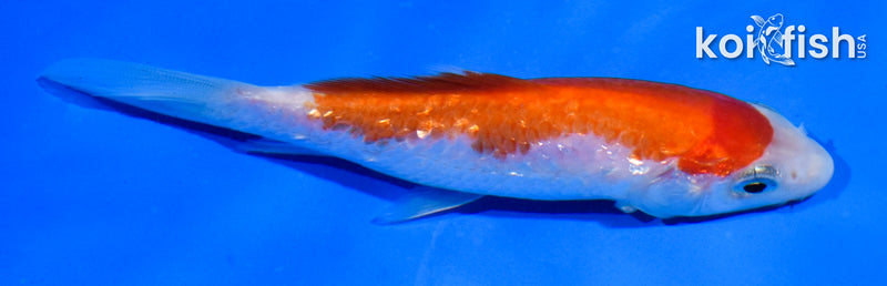 4.5" GINRIN KOHAKU