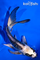 5" ARAGOKE KIKOKURYU BUTTERFLY