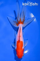 5.75" WATONAI GOLDFISH