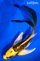 5.75" ARAGOKE KIN KIKOKURYU BUTTERFLY