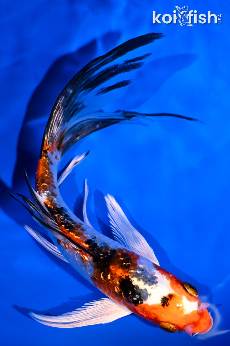 6" GINRIN YAMATO NISHIKI BUTTERFLY