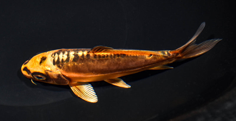 5.5" BENI KIKOKURYU