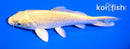 5.5" YAMABUKI OGON