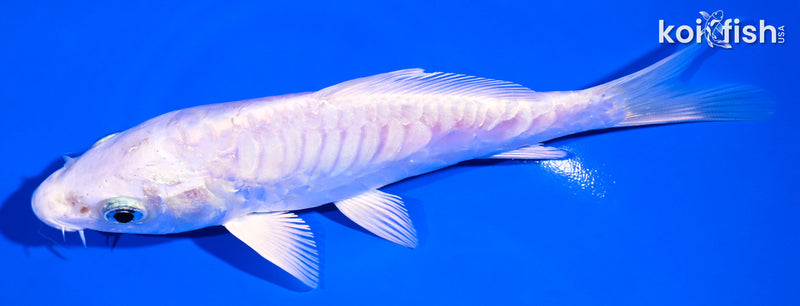 5.5" DOITSU PLATINUM OGON