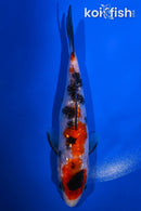 5.25" GINRIN SANKE