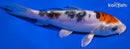 4.5" HEISEI NISHIKI