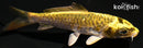 4.5" KIN KIKOKURYU
