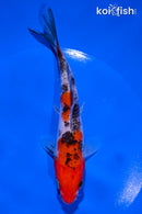 5.5" SANKE